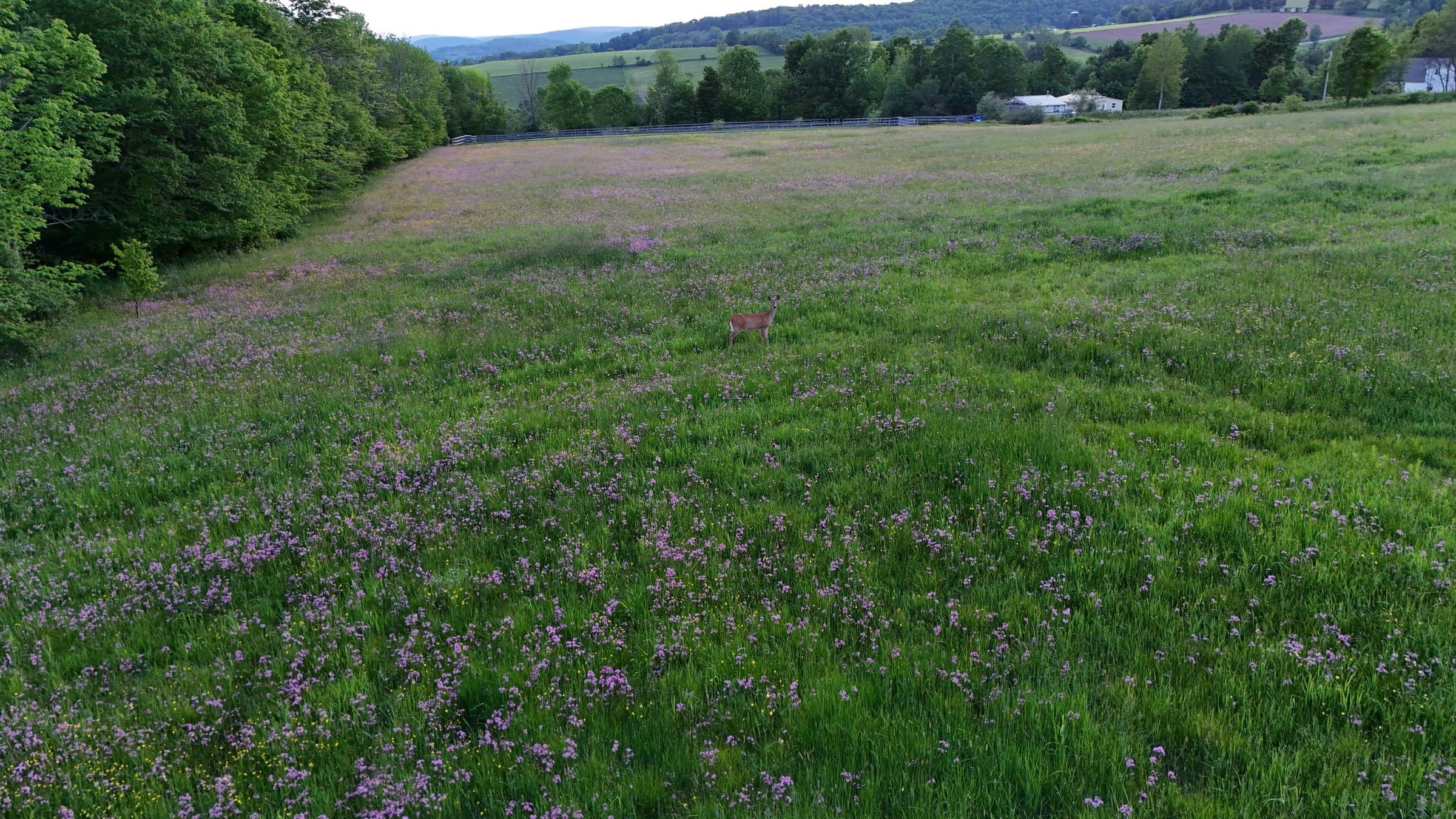 A deer in the wildflower meadow at Decker House